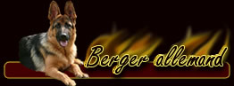 le berger allemand